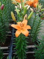 [5113 Yale DJ No01.JPG]